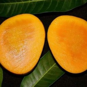 হাড়িভাঙ্গা আম 50 কেজি ক্যারেট